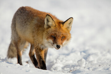 red fox in snow