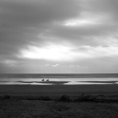Pair of horses galloping on a beach in monochrome.