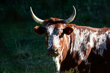 Nguni cattle looking at the camera in morning sunshine