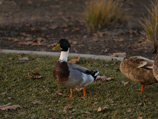 Ugly duck with different colors 