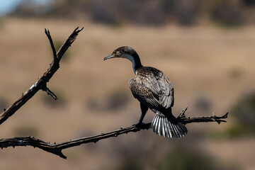 Cormoran africain,.Microcarbo africanus, Reed Cormorant