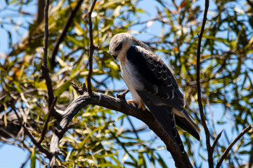 Elanion blanc, ..Elanus caeruleus, Black winged Kite