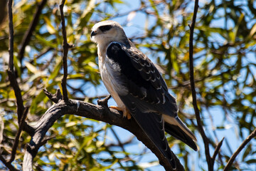 Elanion blanc, ..Elanus caeruleus, Black winged Kite