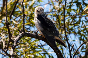 Elanion blanc, ..Elanus caeruleus, Black winged Kite