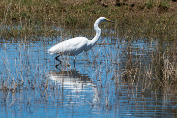 Grande Aigrette,. Ardea alba, Great Egret