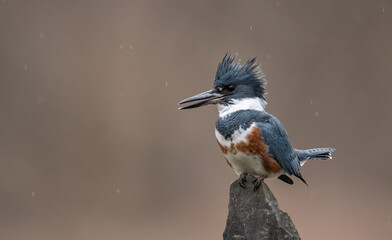 A belted Kingfisher in Pennsylvania 