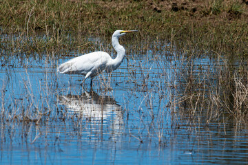 Grande Aigrette,. Ardea alba, Great Egret