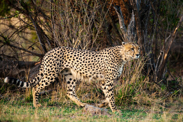 Guépard, cheetah, Acinonyx jubatus, Parc national Kruger, Afrique du Sud