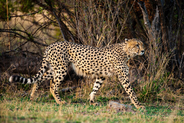 Guépard, cheetah, Acinonyx jubatus, Parc national Kruger, Afrique du Sud