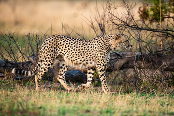 Guépard, cheetah, Acinonyx jubatus, Parc national Kruger, Afrique du Sud