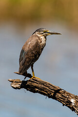 Héron strié,.Butorides striata, Striated Heron