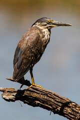 Héron strié,.Butorides striata, Striated Heron