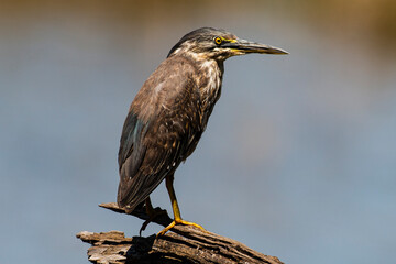 Héron strié,.Butorides striata, Striated Heron