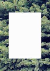 natural greenery border with fir on white background with copy space. Festive element for Christmas & New Year season.