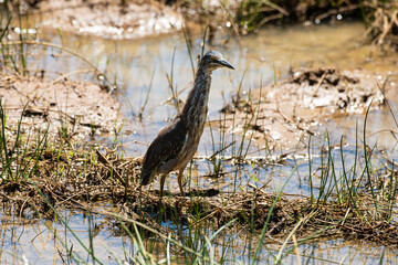 Héron strié,.Butorides striata, Striated Heron