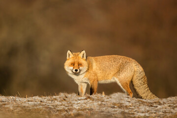 Naklejka na ściany i meble red fox 