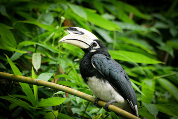 hornbills (Bucerotidae) are a family of bird found in tropical