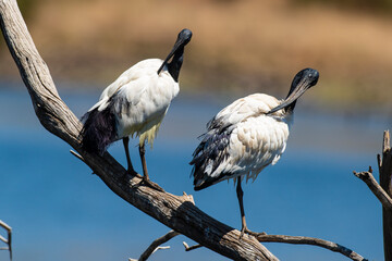 Fototapeta premium Ibis sacré,..Threskiornis aethiopicus, African Sacred Ibis