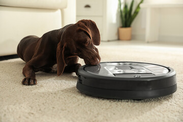 Modern robotic vacuum cleaner and German shorthaired pointer on floor indoors