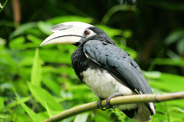 hornbills (Bucerotidae) are a family of bird found in tropical