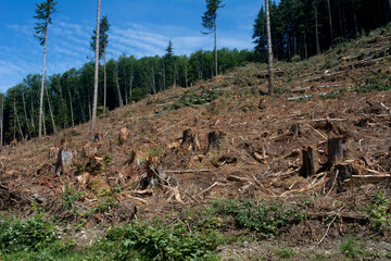 Logging Clear Cutting - Washington State