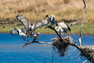 Ibis sacré,..Threskiornis aethiopicus, African Sacred Ibis