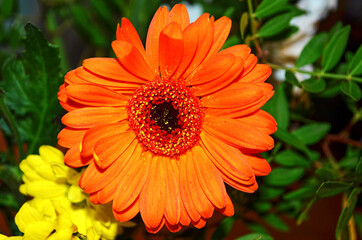 A macro shot of an orange gerbera (gerbera viridifolia) in the sun.