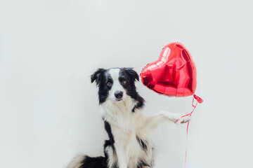 St. Valentine's Day concept. Funny portrait cute puppy dog border collie holding red heart balloon...