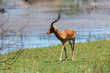 Impala, mâle, Aepyceros melampus