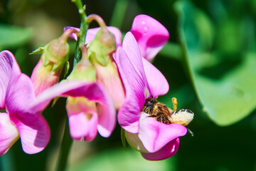 Close up of a honeybee (Apis mellifica) sitting on a pink vetch.