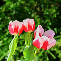 Fototapeta premium A scene with a colorful tulip (tulipa) in bloom in the garden.