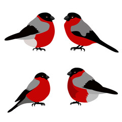 Bullfinches. vector image of migratory birds