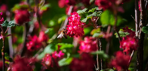 Obraz premium Honey bee sitting on the flowers of a flowering currant (Ribes sanguineum).