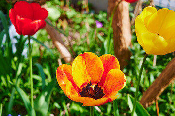 A scene with a colorful tulip (tulipa) in bloom in the garden.