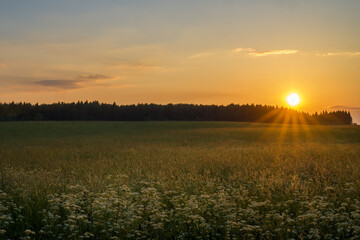 Orange summer sunset over the forest