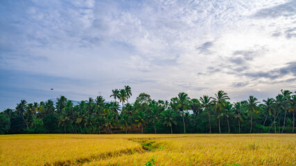 field of paddy