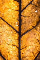 Backlit autumn leaf - 400038624