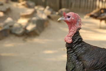 Beautiful domestic turkey in yard, space for text. Farm animal