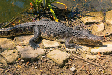 Alligator sunbathing by the river