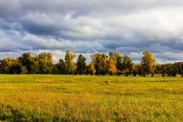 Fototapeta premium autumn forest