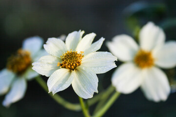 Fototapeta premium Macro detail of a nice white colored flower called Zinnia Acerosa