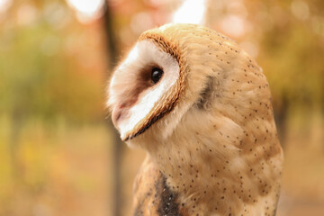 Beautiful common barn owl outdoors. Bird of prey