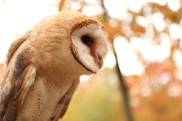 Beautiful common barn owl outdoors. Bird of prey