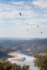 A lot of vultures flying over the National Park of Monfrague, Caceres, Spain
