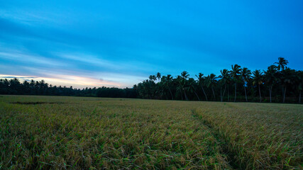 sunset in the field