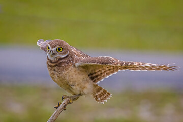 Burrowing Owls (Athene cunicularia) in Cape Coral Florida