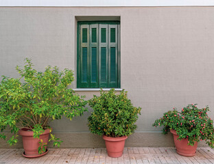 green shutters window on house facade and potted plants by the sidewalk