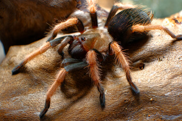 Mexican Fireleg Tarantula. Latin name Brachypelma boehmei