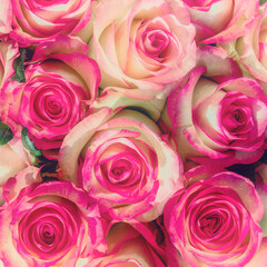 colorful white pink rose flowers top view closeup, natural pattern background