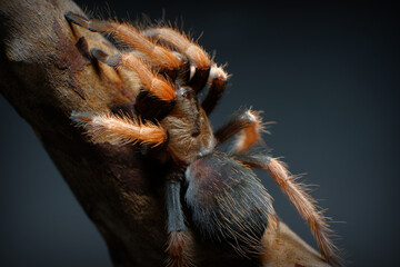 Mexican Fireleg Tarantula. Latin name Brachypelma boehmei